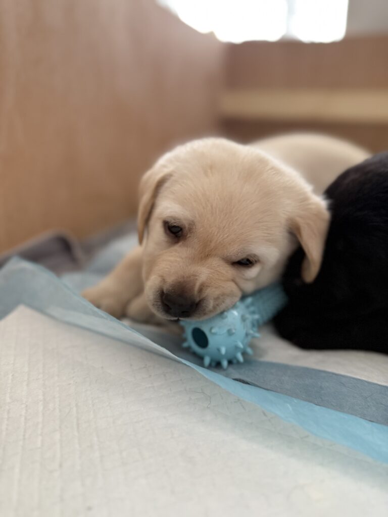 Labrador Puppy with Toy